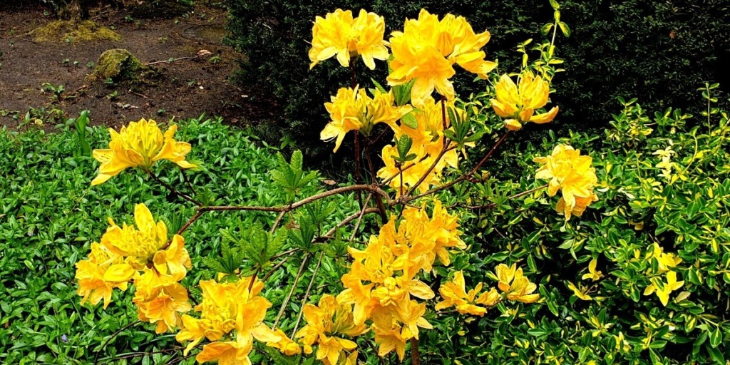 Frühling im Garten Die gelbe Pracht Ahrensburg Portal