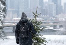 ADAC: Wie man den Weihnachtsbaum sicher transportiert